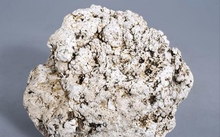 龙涎香是什么动物的分泌物