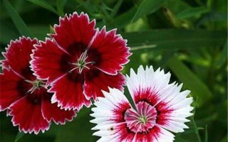 代表暗恋与守护的花