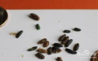 蝙蝠拉的屎是什么样子