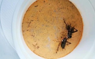 蟋蟀大战打一个字是什么字