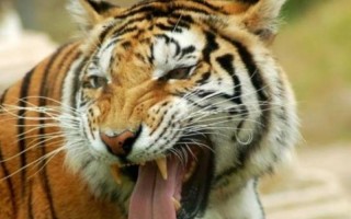 98年属虎24岁有一灾