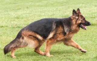 德国牧羊犬吃什么好